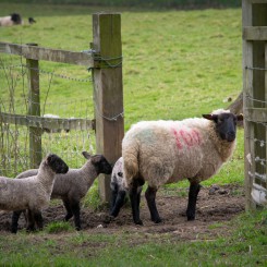 Spring lambs